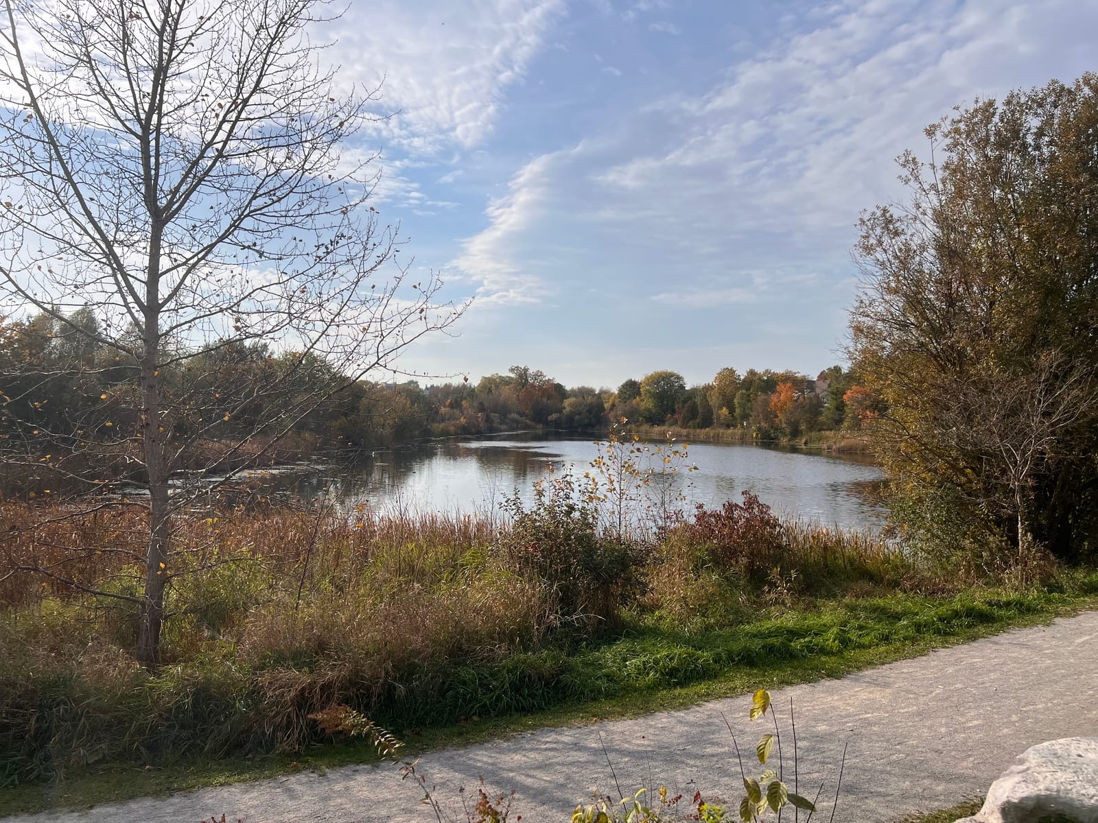 A calm pond at the Aurora Arboretum, ringed by reeds and trees in autumn colour under a blue sky streaked with clouds